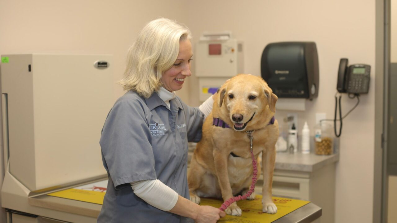 Park Ridge, NJ 07656 Veterinary Services Park Ridge Animal Hospital
