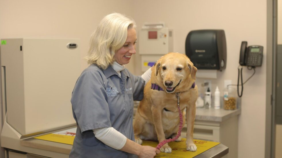 Park Ridge, NJ 07656 Veterinary Services Park Ridge Animal Hospital