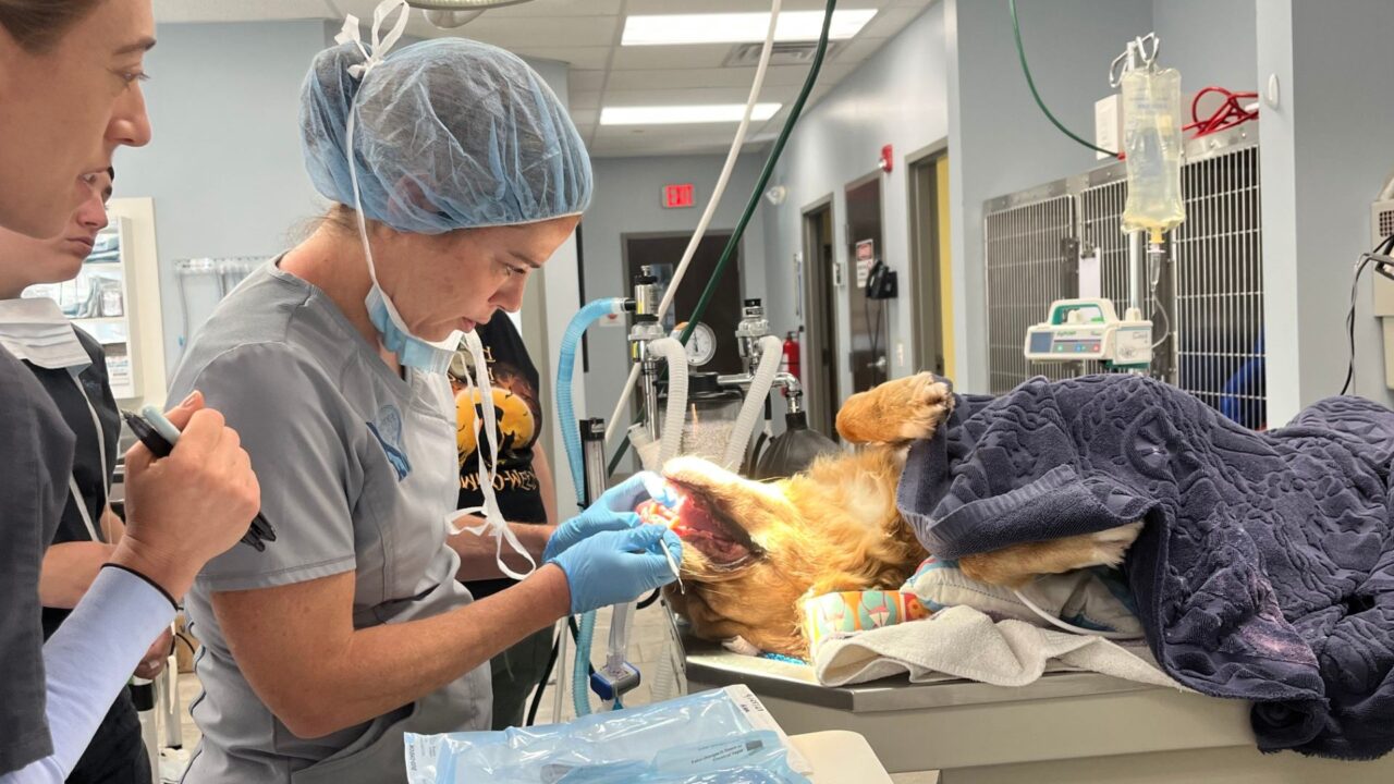 Park Ridge, NJ 07656 Veterinary Services Park Ridge Animal Hospital