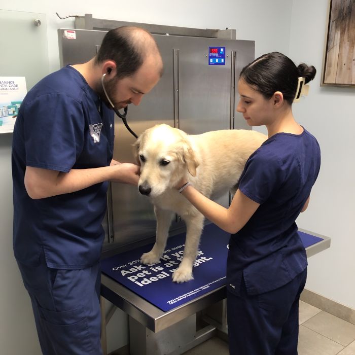 Vet and staff examining a dog