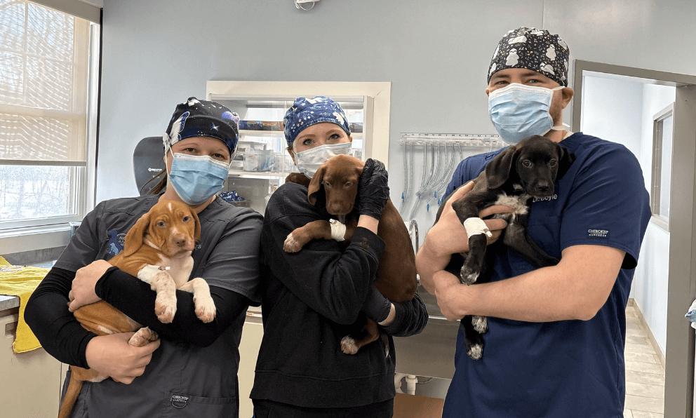three vet staff holding puppies