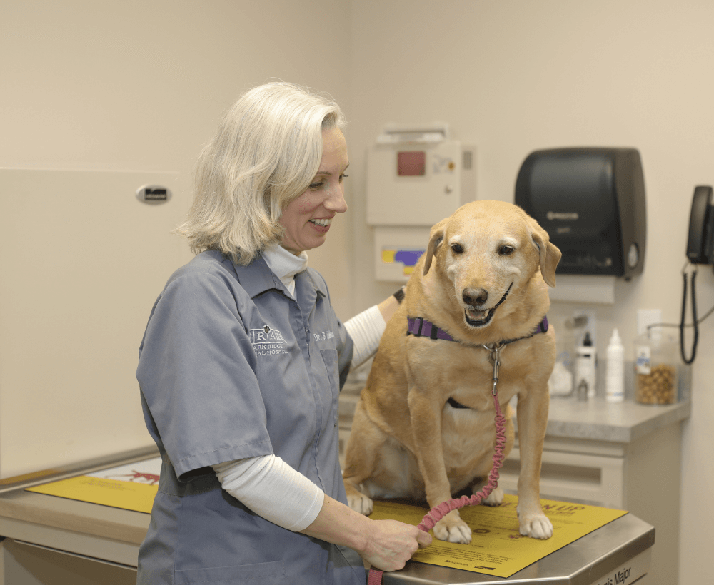 vet affectionately holding a dog on the table