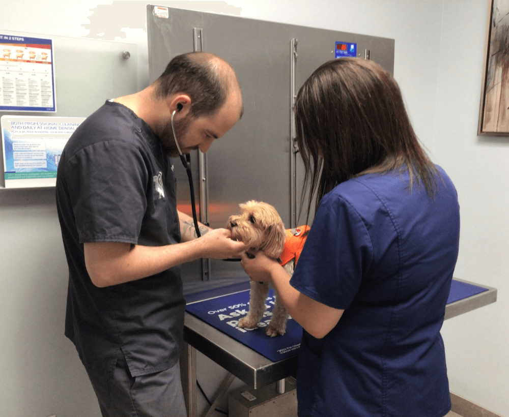 vet and staff examining a dog