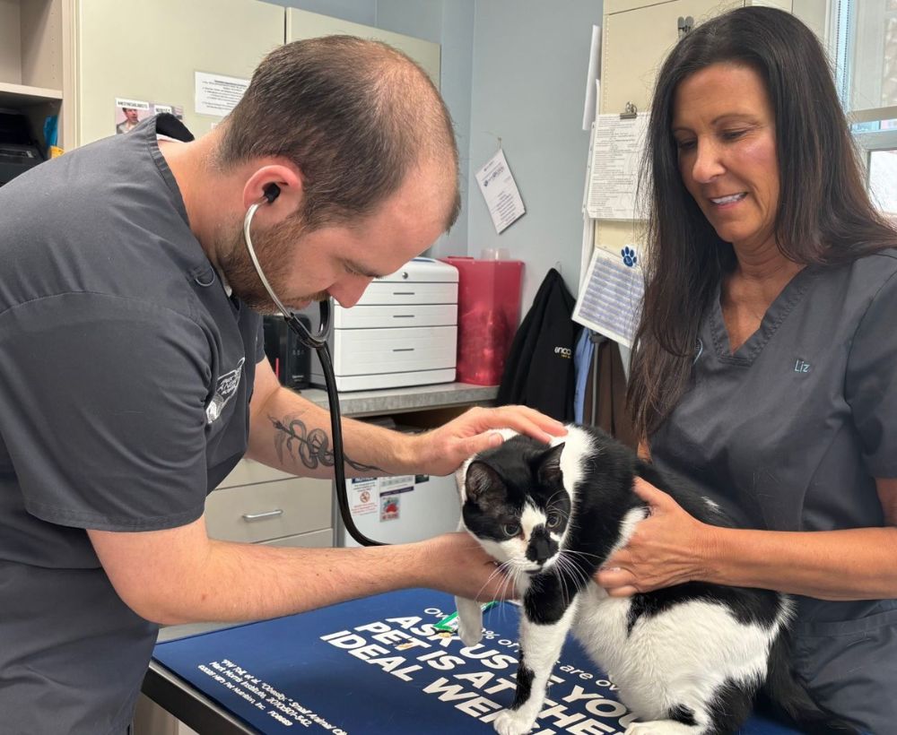 vet and staff examining a dog